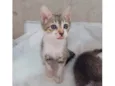 Dori
