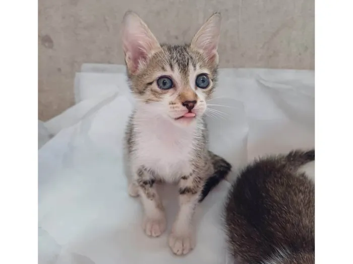 Gato ra a SRD-ViraLata idade 2 a 6 meses nome Dori