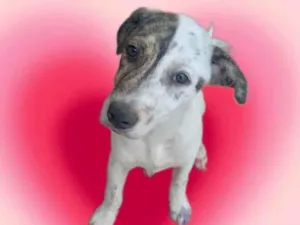 Cachorro raça SRD-ViraLata idade 2 a 6 meses nome Tintin bb6meses porte Pequeno 