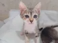Dori