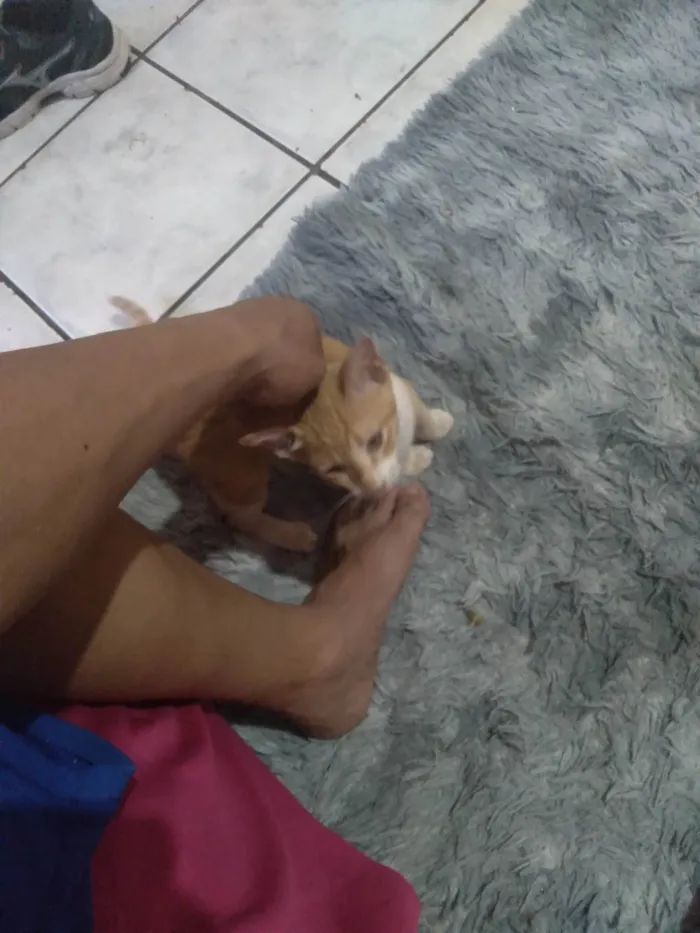 Gato ra a Dourado idade 2 a 6 meses nome Não sei