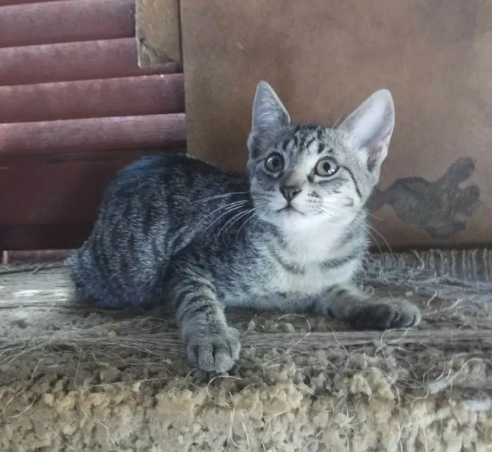 Gato ra a Dourado idade 2 a 6 meses nome Não sei