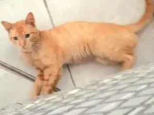 Gato raça Srd idade 2 a 6 meses nome Sem nome