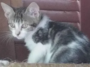 Gato raça SRD-ViraLata idade 2 a 6 meses nome Sem nome específico 