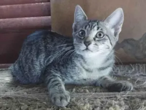 Gato raça SRD-ViraLata idade 2 a 6 meses nome Não tem nome específico 