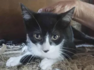 Gato raça SRD-ViraLata idade 2 a 6 meses nome Ainda não tem nome específico 