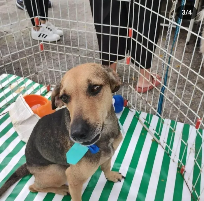 Cachorro ra a SRD-ViraLata idade 2 anos nome Duquesa