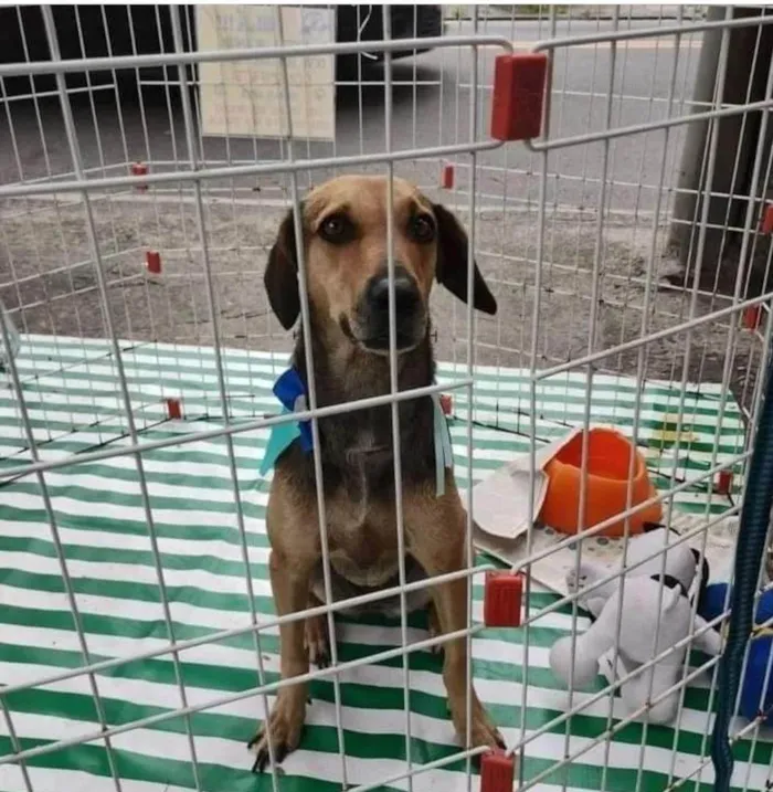 Cachorro ra a SRD-ViraLata idade 2 anos nome Duquesa