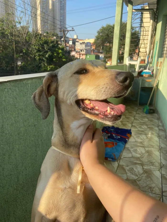 Gato ra a Dourado idade 2 a 6 meses nome Não sei