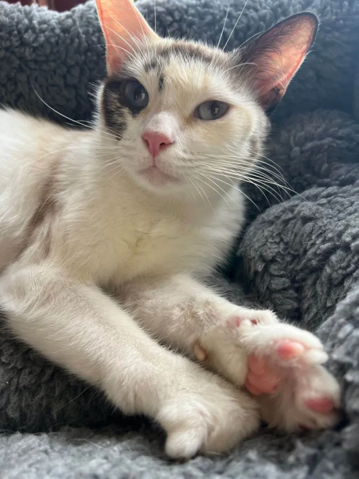 Gato ra a SRD-ViraLata idade 1 ano nome Olivia 