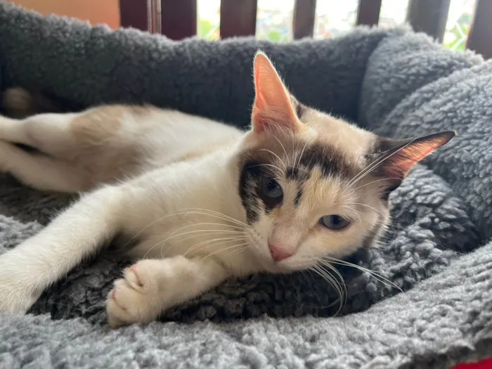 Gato ra a SRD-ViraLata idade 1 ano nome Olivia 