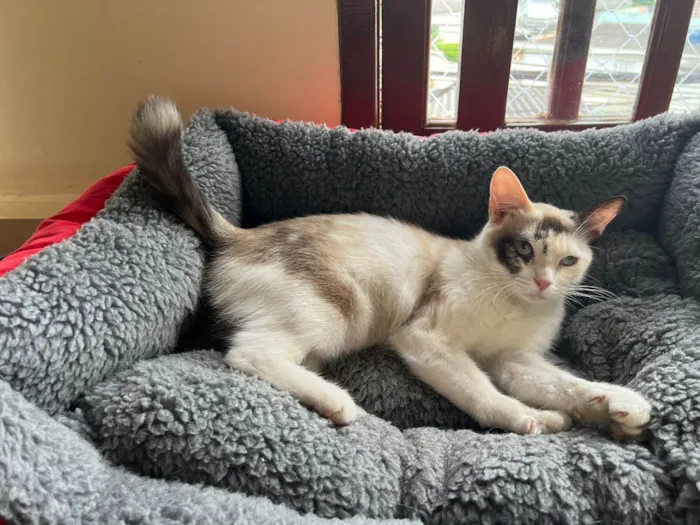 Gato ra a SRD-ViraLata idade 1 ano nome Olivia 