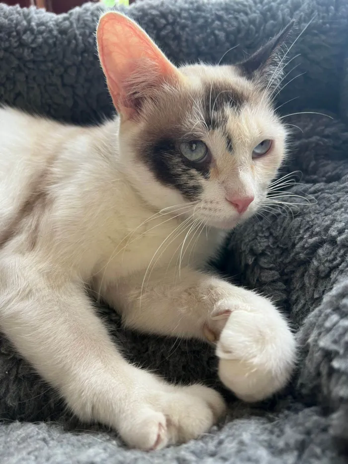 Gato ra a SRD-ViraLata idade 1 ano nome Olivia 