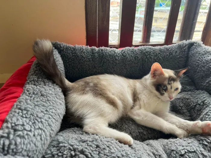 Gato ra a SRD-ViraLata idade 1 ano nome Olivia 