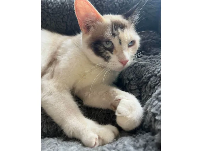 Gato ra a SRD-ViraLata idade 1 ano nome Olivia 