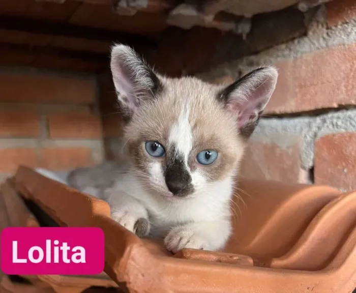 Gato ra a SRD-ViraLata idade Abaixo de 2 meses nome Lolita