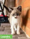 Leonardo