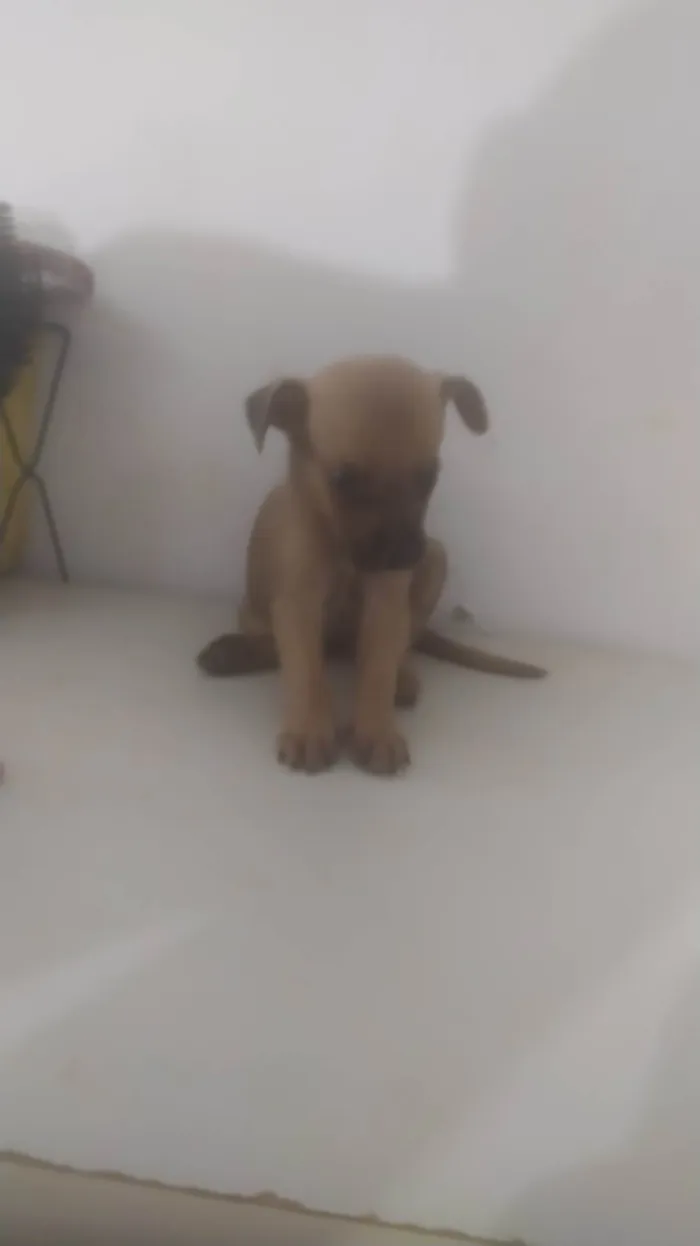 Cachorro ra a ND idade Abaixo de 2 meses nome Bebê 1