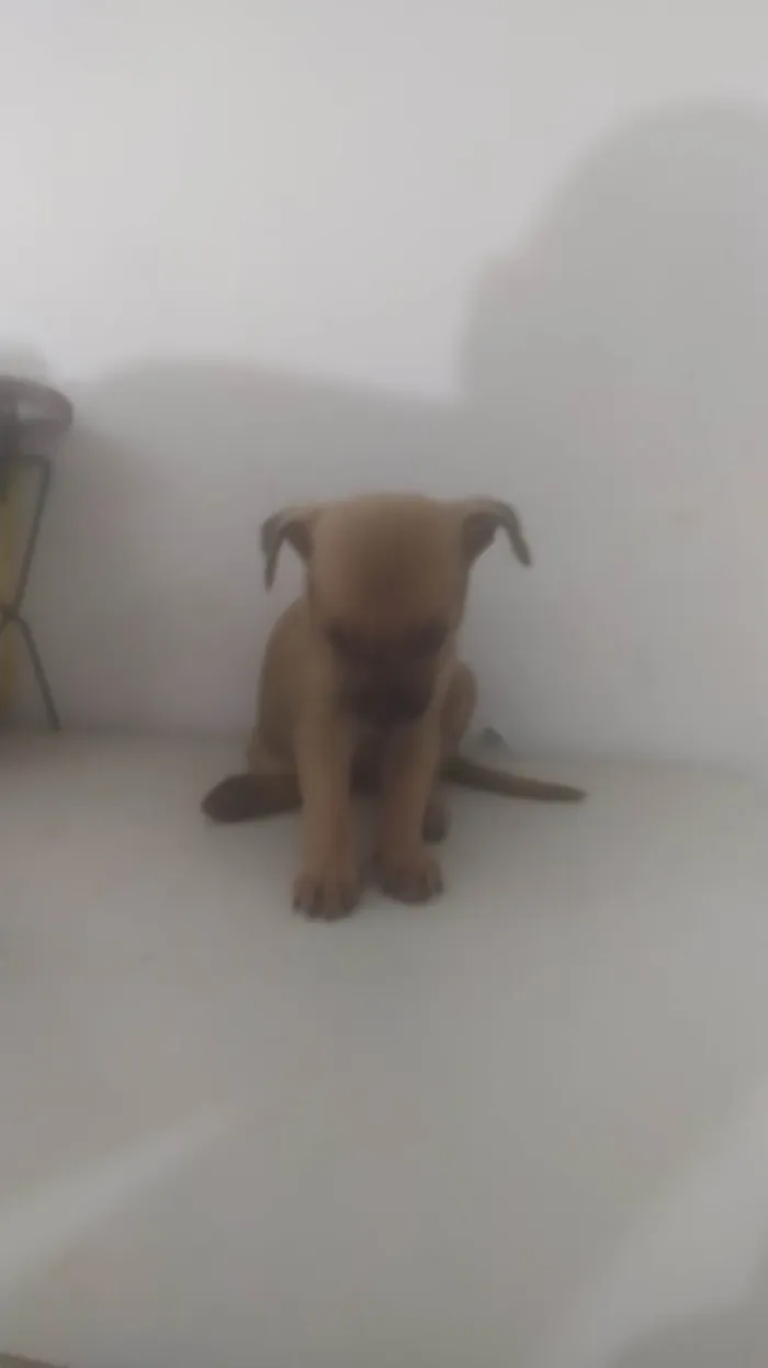 Cachorro ra a ND idade Abaixo de 2 meses nome Bebê 1