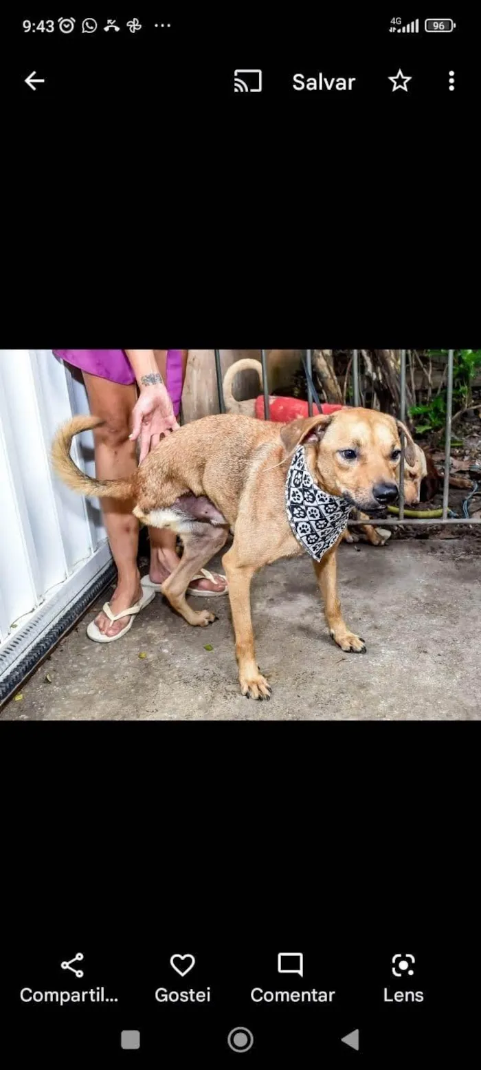 Cachorro ra a SRD-ViraLata idade 2 anos nome Juca Guerreiro 