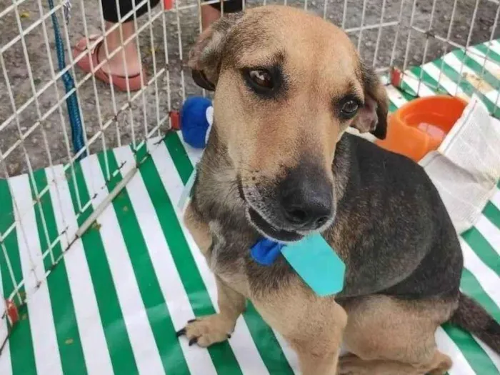 Cachorro ra a SRD-ViraLata idade 2 anos nome Duquesa