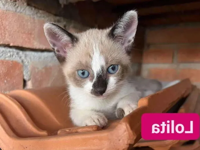 Gato ra a SRD-ViraLata idade Abaixo de 2 meses nome Lolita