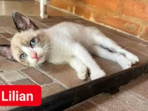 Gato raça SRD-ViraLata idade Abaixo de 2 meses nome Lilian