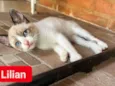 Lilian