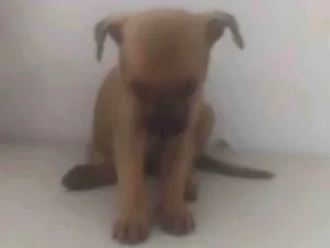 Cachorro raça ND idade Abaixo de 2 meses nome Bebê 1
