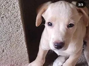 Cachorro raça SRD-ViraLata idade 2 a 6 meses nome Coockie &Cia