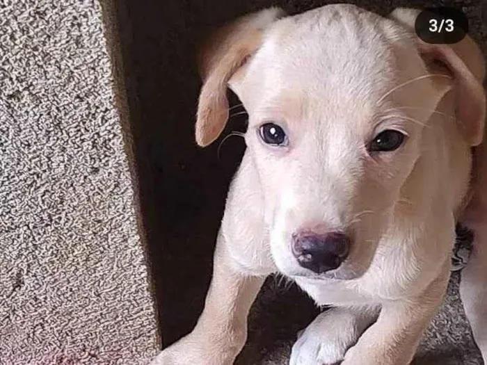Cachorro ra a SRD-ViraLata idade 2 a 6 meses nome Coockie &Cia
