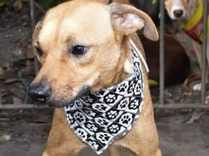 Cachorro raça SRD-ViraLata idade 2 anos nome Juca Guerreiro 