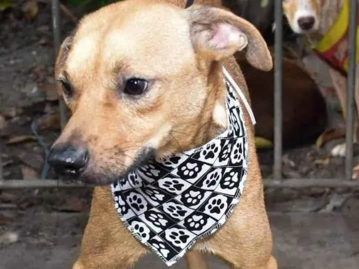 Cachorro ra a SRD-ViraLata idade 2 anos nome Juca Guerreiro 