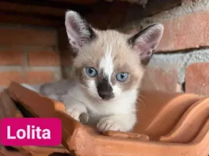 Gato raça SRD-ViraLata idade Abaixo de 2 meses nome Lolita