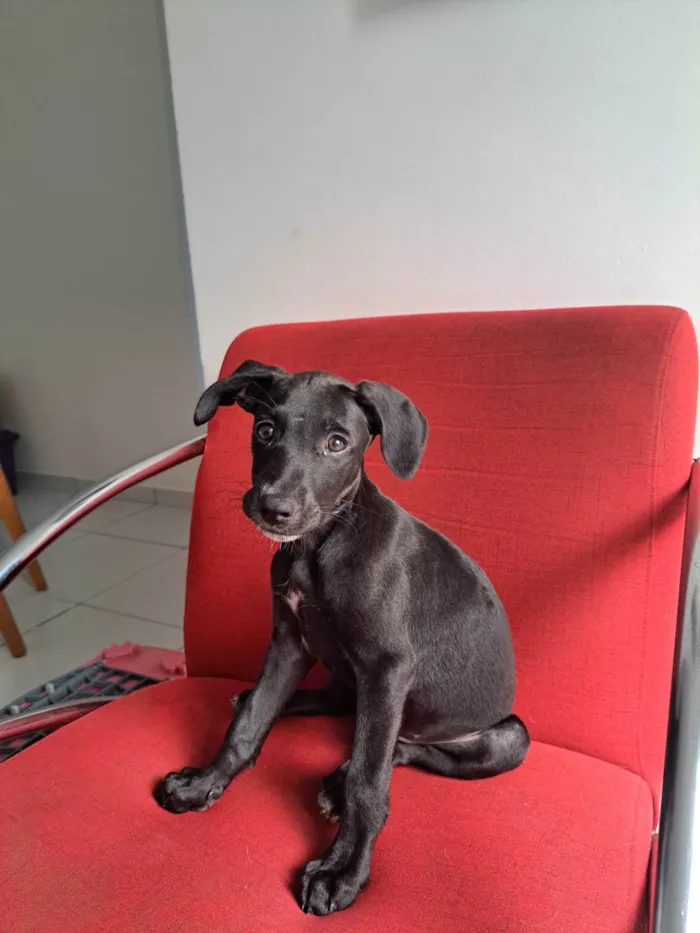 Cachorro ra a SRD idade 2 a 6 meses nome thanos