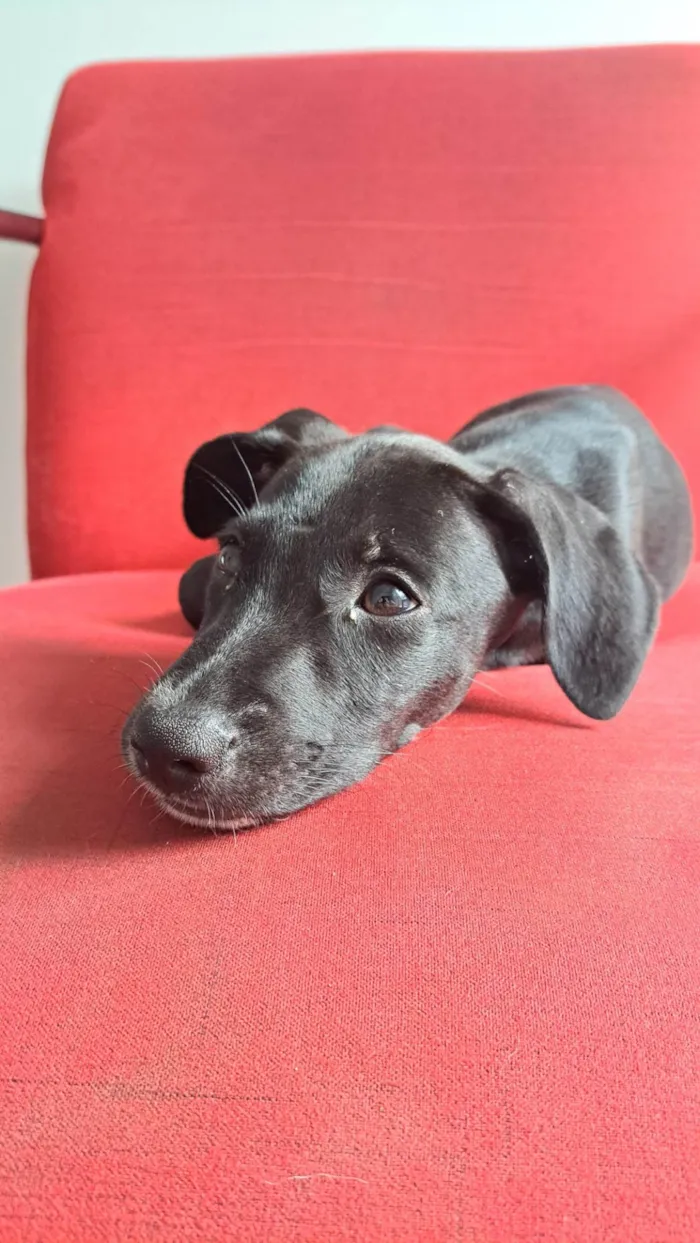 Cachorro ra a SRD idade 2 a 6 meses nome thanos