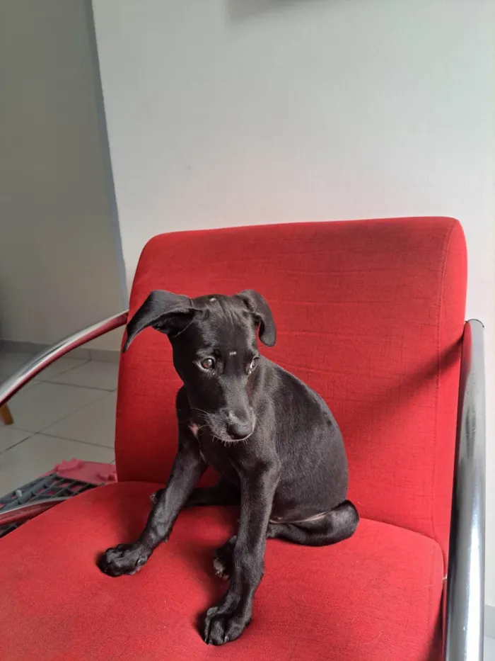 Cachorro ra a SRD idade 2 a 6 meses nome thanos