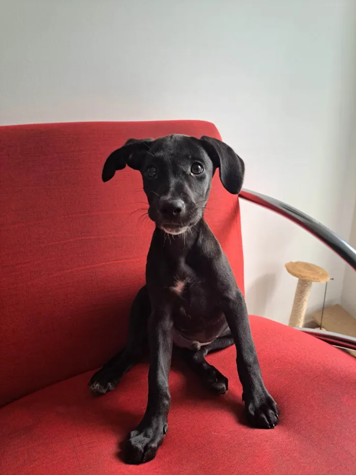 Cachorro ra a SRD idade 2 a 6 meses nome thanos