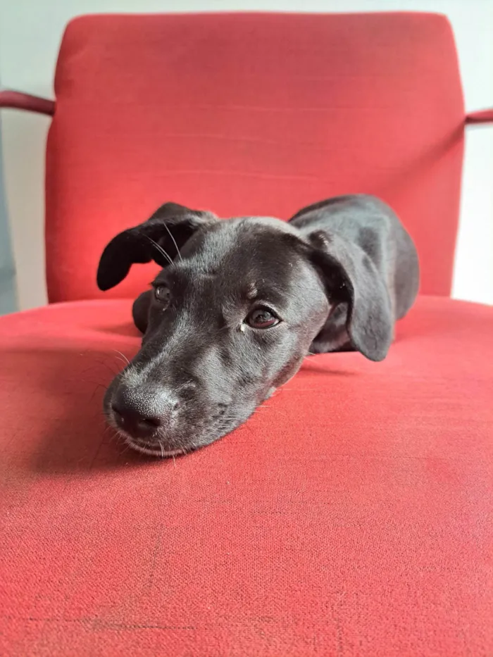 Cachorro ra a SRD idade 2 a 6 meses nome thanos