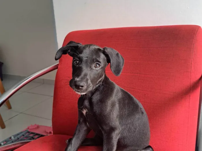 Cachorro ra a SRD idade 2 a 6 meses nome thanos
