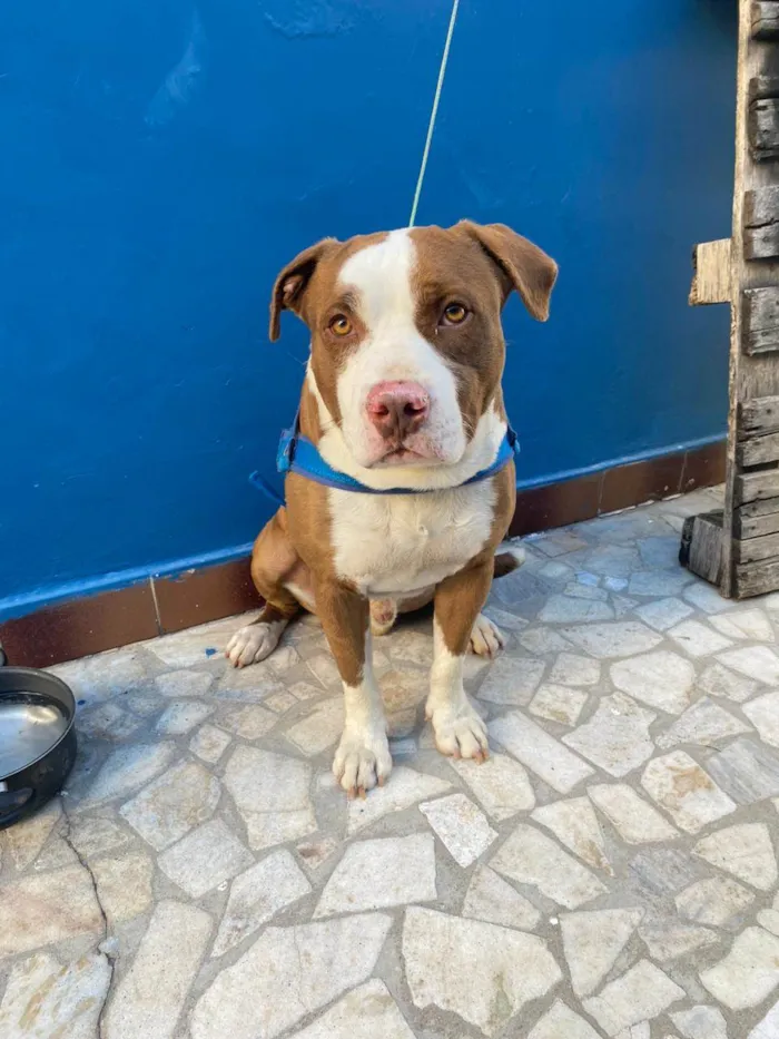 Cachorro ra a Pit-Bull idade 3 anos nome Thor 