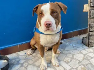 Cachorro raça Pit-Bull idade 3 anos nome Thor 