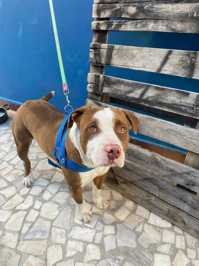 Cachorro ra a Pit-Bull idade 3 anos nome Thor 