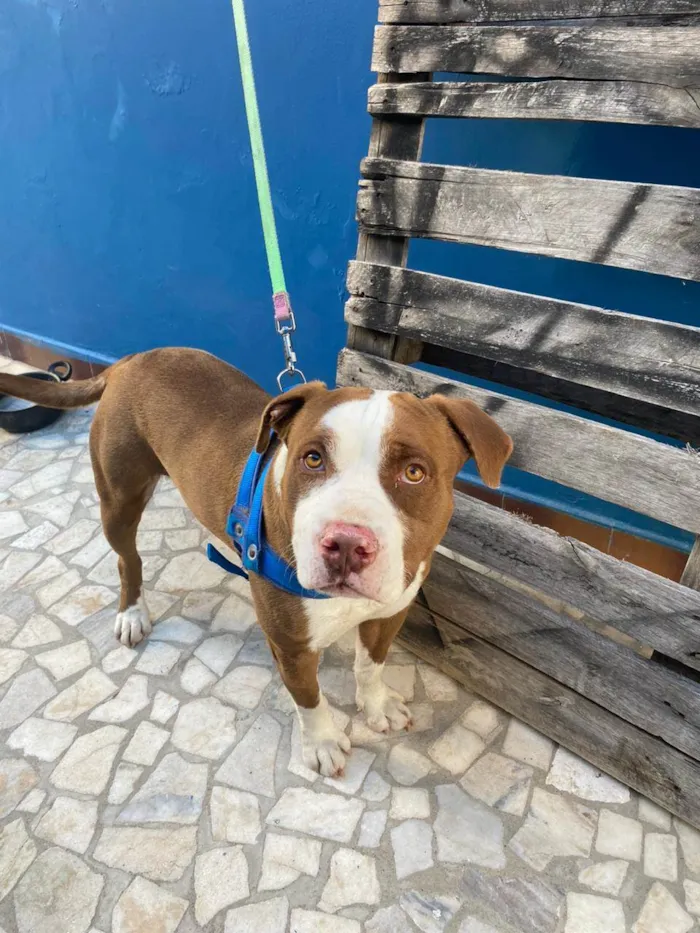 Cachorro ra a Pit-Bull idade 3 anos nome Thor 