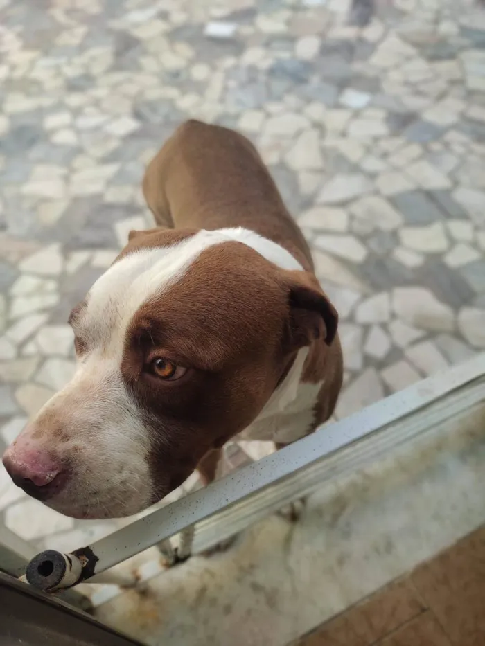 Cachorro ra a Pit-Bull idade 3 anos nome Thor 