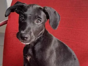 Cachorro raça SRD idade 2 a 6 meses nome thanos