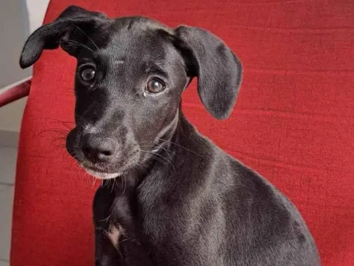 Cachorro ra a SRD idade 2 a 6 meses nome thanos