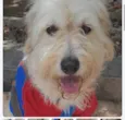 Balu