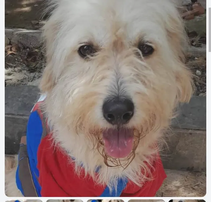 Cachorro ra a SRD-ViraLata idade 2 anos nome Balu