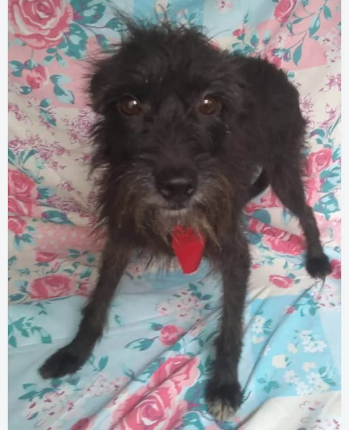 Cachorro ra a SRD-ViraLata idade 2 anos nome Pirulito 